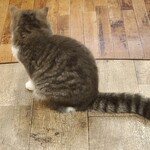 用戶對於猫カフェMOCHA 秋葉原店的評論圖