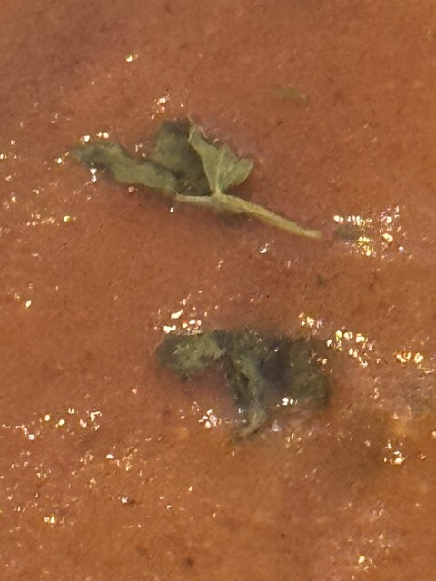 用戶對於earth 札幌西岡店的評論高清圖