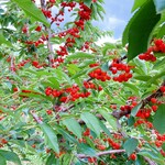 用戶對於ニトリ観光果樹園的評論圖