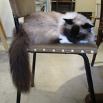 用戶對於泰風佳日的評論圖