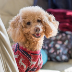 User's review image for 保護犬＆保護猫カフェ 寺田町店