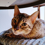 用戶對於泰風佳日的評論圖