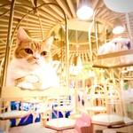 用戶對於猫カフェMOCHA 秋葉原店的評論圖
