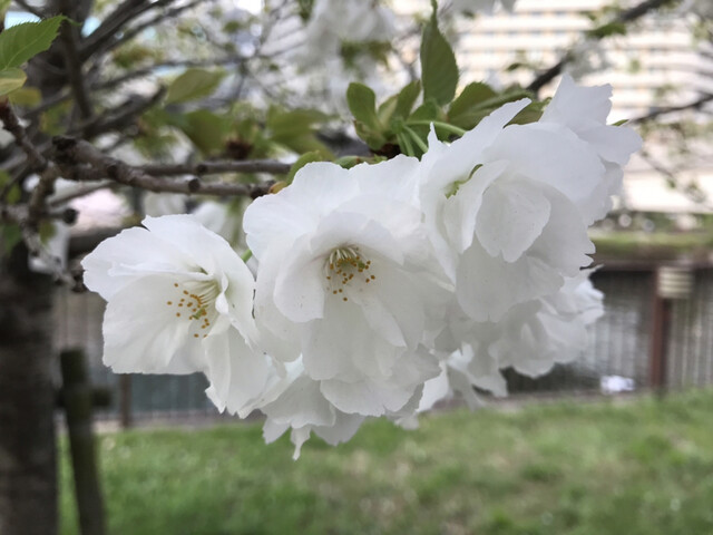 用户对于パークローソン 大阪城公園店的评论高清图