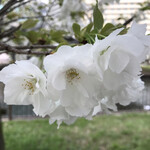 用户对于パークローソン 大阪城公園店的评论图