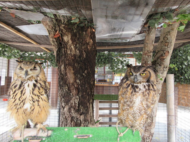 User's recommendation image for 島屋