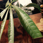 用戶對於ｃａｆｅ ｂａｌｉ ｇａｓｉ 北山的評論圖