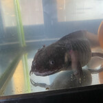 用户对于スープカレー奥芝商店 旭川亭的评论图