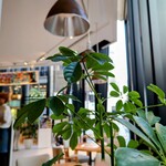 用戶對於METoA Cafe ＆ Kitchen的評論圖