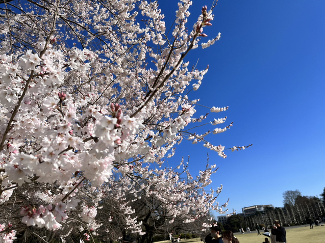 User's review image for 築地銀だこハイボール酒場 新宿御苑店