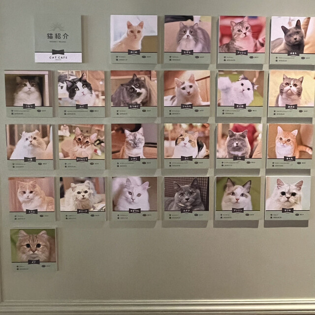 用戶對於猫カフェMOCHA 秋葉原店的評論高清圖