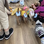 User's review image for 保護犬＆保護猫カフェ 寺田町店