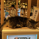 用戶對於猫カフェMOCHA 秋葉原店的評論圖