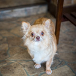 User's review image for 保護犬＆保護猫カフェ 寺田町店