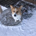 用户对于ゴテンザン ティーラボ的评论图