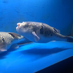 用戶對於大阪とらふぐの会　 本店的評論圖