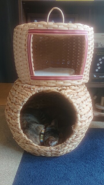 用户对于Cafe&Diningbar With Cat's Lamp的评论高清图