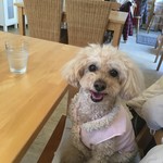 用戶對於シアン ア ラ モード的評論圖