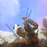 User's review image for 活海老バル orb 福島