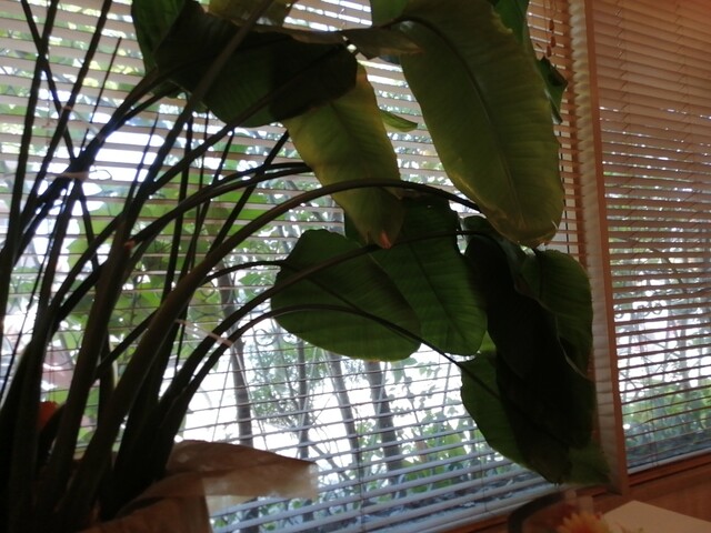 User's recommendation image for urara