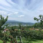 用戶對於さくらんぼ山観光農園的評論圖