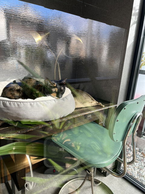 用户对于喫茶 ネコトマメ的评论高清图
