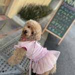 User's review image for Rikyu