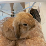 User's review image for ミス・バニー