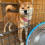 用戶對於犬のやきいも屋さん的評論圖