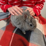 User's review image for ミス・バニー