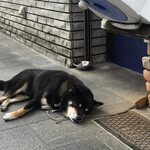 User's review image for シロヤベーカリー 藤田店