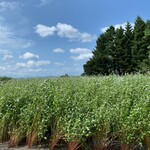 User's review image for 樹庵