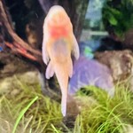 用戶對於AQUA GARDEN KYOTO的評論圖