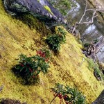 用戶對於無鄰菴的評論圖