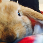 User's review image for ミス・バニー