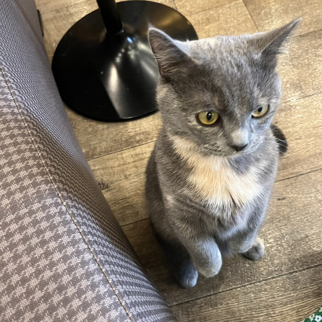 用戶對於猫カフェMOCHA 秋葉原店的評論高清圖