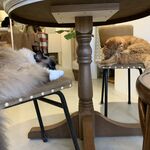 用戶對於泰風佳日的評論圖