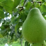 用戶對於ニトリ観光果樹園的評論圖