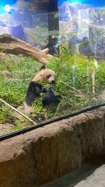 用户对于上野動物園 カフェカメレオン的评论高清图