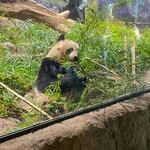 用户对于上野動物園 カフェカメレオン的评论图