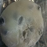 用户对于福屋 菓子店的评论图