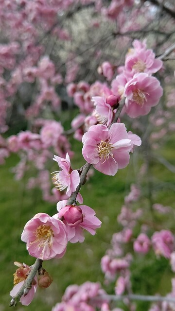 用戶對於朝日堂琮源 西店的評論高清圖