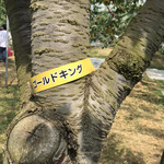 用戶對於さくらんぼ山観光農園的評論圖