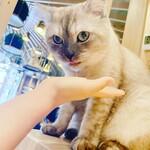 用戶對於猫カフェMOCHA 秋葉原店的評論圖