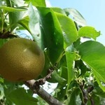 用戶對於ニトリ観光果樹園的評論圖