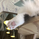 用戶對於猫カフェMOCHA 秋葉原店的評論圖