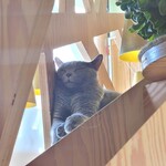 用戶對於猫カフェMOCHA 秋葉原店的評論圖