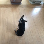用户对于ピザーラ 清田店的评论图