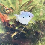 用戶對於AQUA GARDEN KYOTO的評論圖