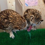 用戶對於ふくろうの集うカフェQuill的評論圖